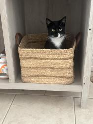 Lost Male Cat last seen Near parkham st, Moreno Valley, CA 92553