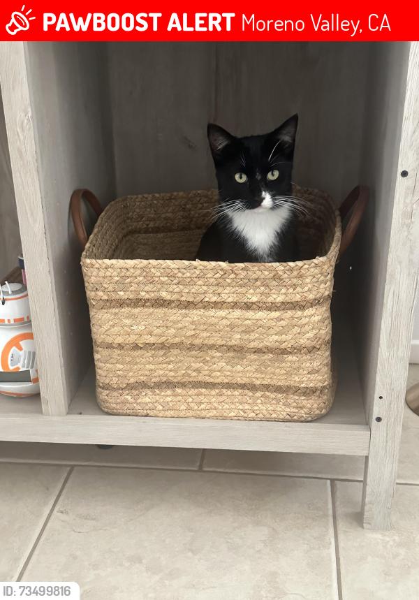 Lost Male Cat last seen Near parkham st, Moreno Valley, CA 92553