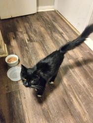 Found/Stray Unknown Cat last seen Lindbergh Blvd, Hazelwood, MO 63042