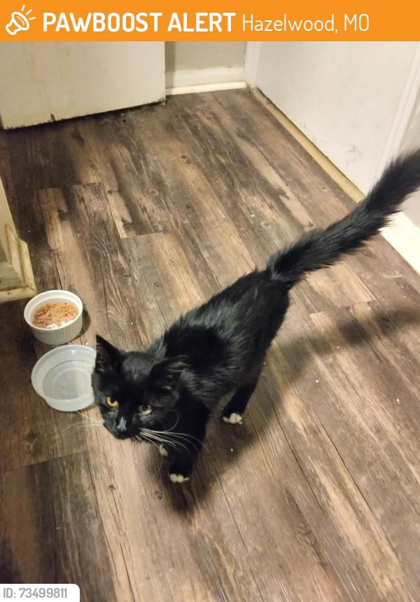 Found/Stray Unknown Cat last seen Lindbergh Blvd, Hazelwood, MO 63042