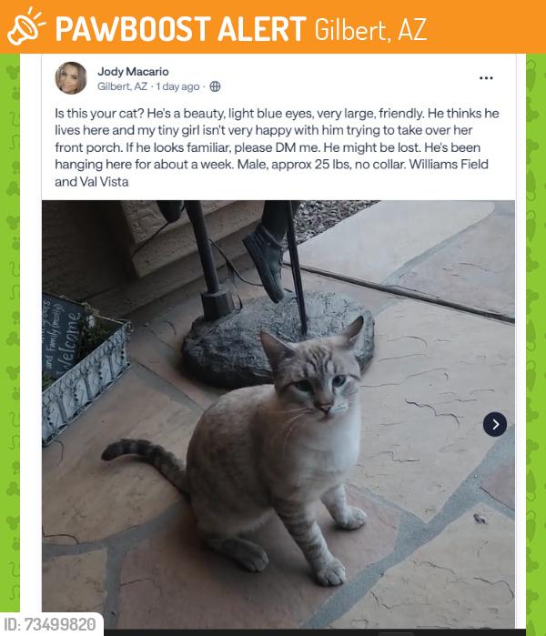 Found/Stray Unknown Cat last seen E william field Rd and S Val vista Dr, Gilbert, AZ 85295