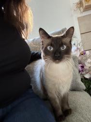 Reunited Male Cat last seen Norwood and grand Ave, Sacramento, CA 95838