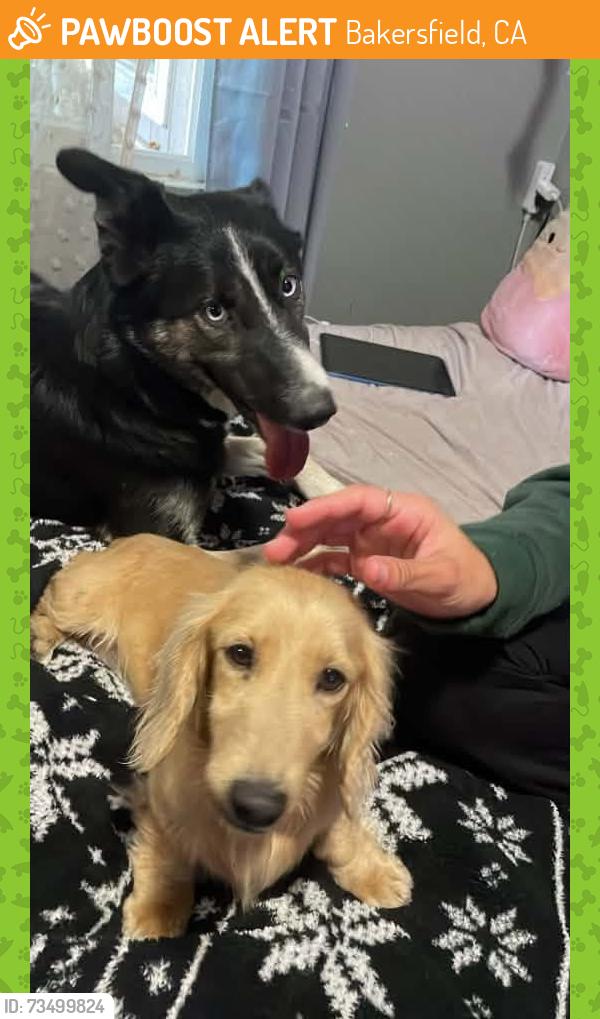 Found/Stray Female Dog last seen La France and Baldwin, Bakersfield, CA 93304