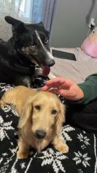 Found/Stray Female Dog last seen La France and Baldwin, Bakersfield, CA 93304