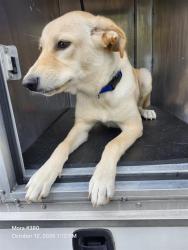 Shelter Stray Male Dog last seen Near BLOCK BAYLISS, 4710 TX-151, San Antonio, TX 78227, USA
