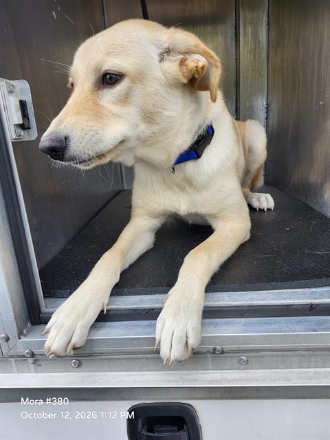 Shelter Stray Male Dog last seen Near BLOCK BAYLISS, 4710 TX-151, San Antonio, TX 78227, USA