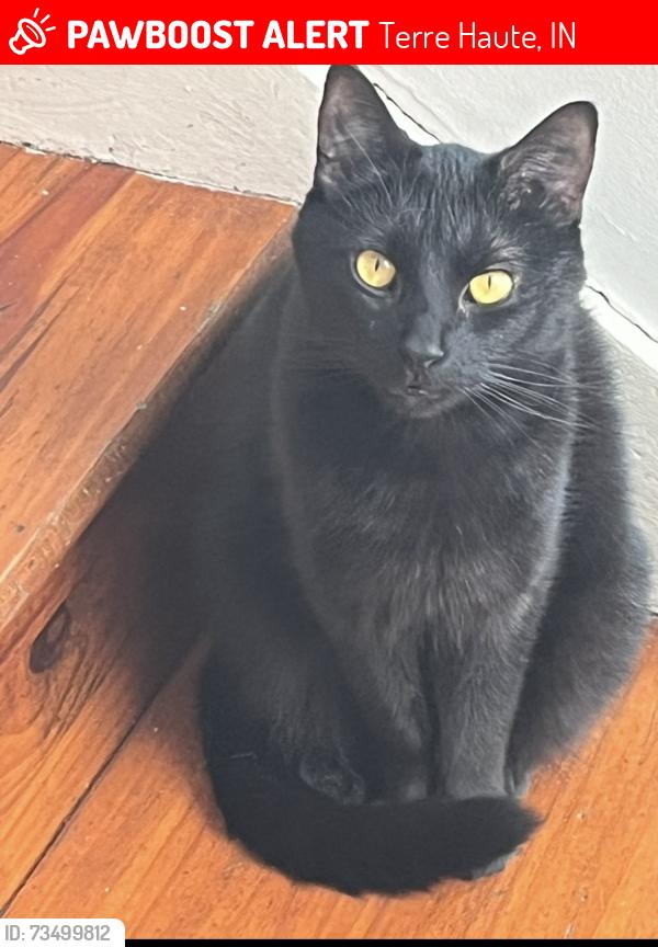 Lost Male Cat last seen Margaret ave, Terre Haute, IN 47802