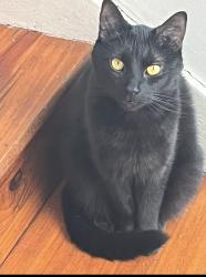 Lost Male Cat last seen Margaret ave, Terre Haute, IN 47802