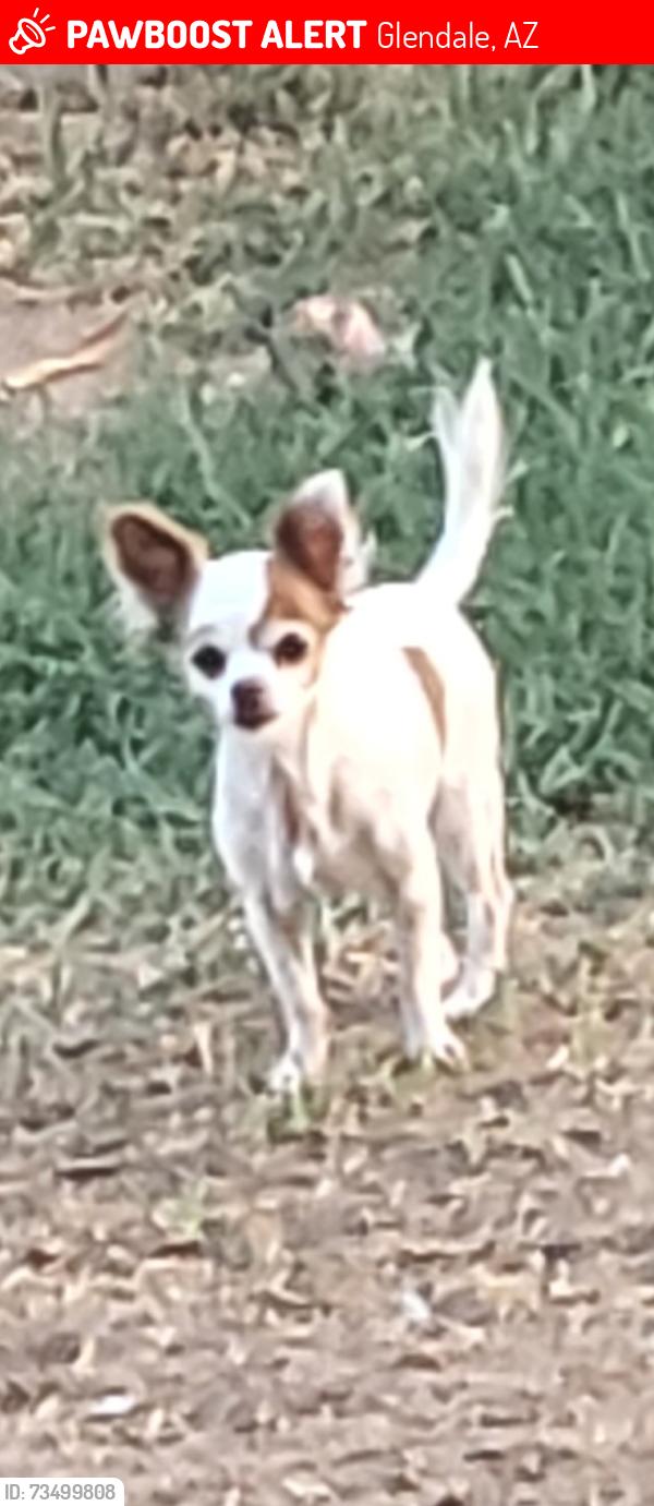 Lost Female Dog last seen 49th ave and glendale, Glendale, AZ 85301