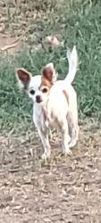 Lost Female Dog last seen 49th ave and glendale, Glendale, AZ 85301