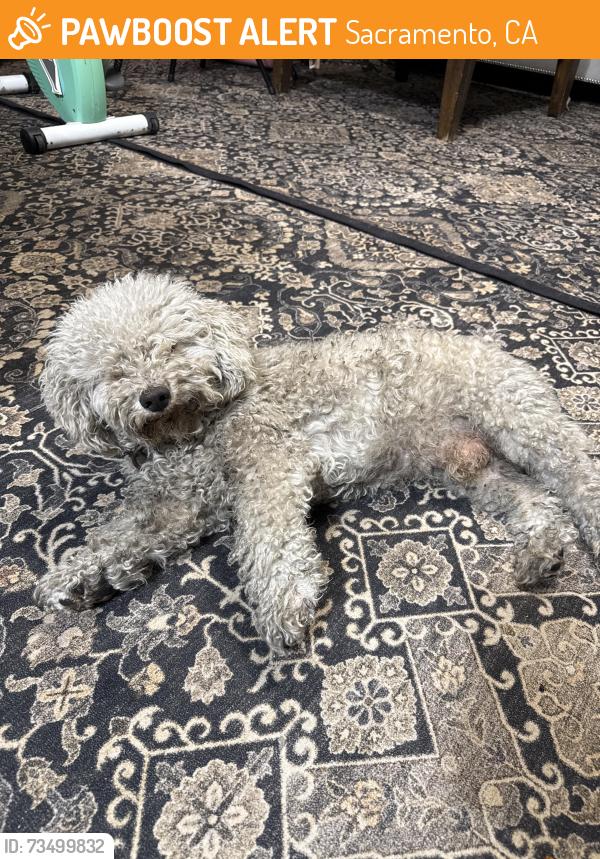 Found/Stray Male Dog last seen John Reith elementary, Sacramento, CA 95823