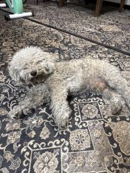 Found/Stray Male Dog last seen John Reith elementary, Sacramento, CA 95823