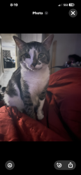 Lost Male Cat last seen S Frankfort Ave Ave and tra Thomas park, DeLand, FL 32724