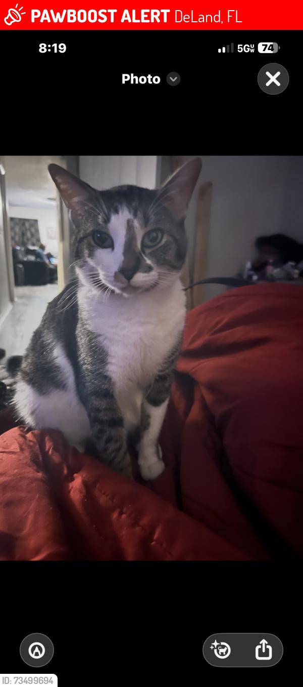 Lost Male Cat last seen S Frankfort Ave Ave and tra Thomas park, DeLand, FL 32724