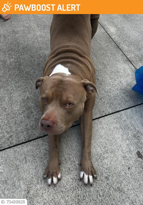 Found/Stray Male Dog last seen Berling drive near new data center, Monroe Township, IN 46158