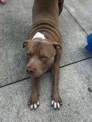 Found/Stray Male Dog last seen Berling drive near new data center, Monroe Township, IN 46158