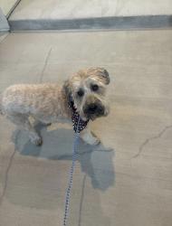 Reunited Male Dog last seen 87th and indiana, Arvada, CO 80005