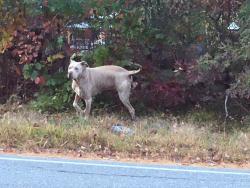 Found/Stray Male Dog last seen Tallant road and Windham Road Pelham NH, Pelham, NH 03076