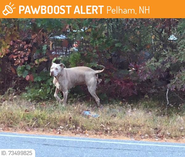 Found/Stray Male Dog last seen Tallant road and Windham Road Pelham NH, Pelham, NH 03076