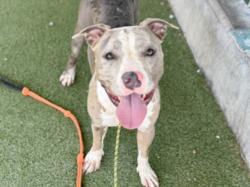 Shelter Stray Female Dog last seen , 11361 W Pico Blvd, Los Angeles, CA 90064, USA