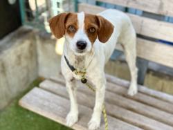 Shelter Stray Female Dog last seen , 11361 W Pico Blvd, Los Angeles, CA 90064, USA