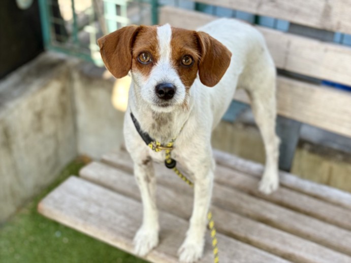 Shelter Stray Female Dog last seen , 11361 W Pico Blvd, Los Angeles, CA 90064, USA