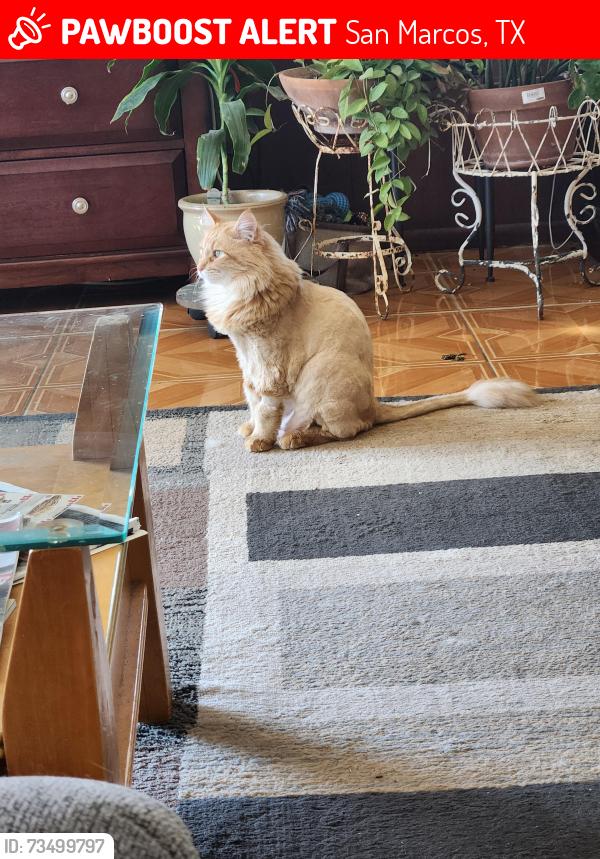 Lost Male Cat last seen La Vista Redwood Rd, San Marcos, TX 78666