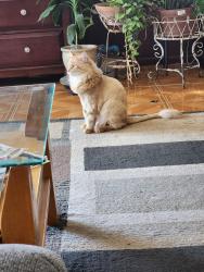 Lost Male Cat last seen La Vista Redwood Rd, San Marcos, TX 78666