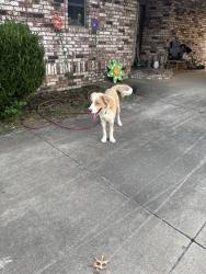 Lost Male Dog last seen Right in the neighborhood next to skiatook airport, Skiatook, OK 74070