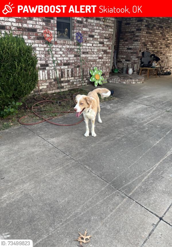 Lost Male Dog last seen Right in the neighborhood next to skiatook airport, Skiatook, OK 74070