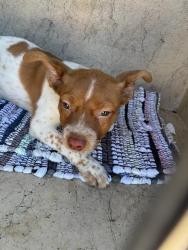 Shelter Stray Male Dog last seen Near BLOCK LYREWOOD, 2811 SE 29th St, Oklahoma City, OK 73129, USA