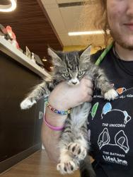 Shelter Stray Female Cat last seen Near Fayetteville Road, Fairburn, GA, 1251 Fulton Industrial Blvd NW, Atlanta, GA 30336, USA