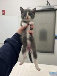 Shelter Stray Female Cat last seen N Walnut St, 64155, 64155, MO, 7077 Elmwood Ave, Kansas City, MO 64132, USA