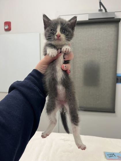 Shelter Stray Female Cat last seen N Walnut St, 64155, 64155, MO, 7077 Elmwood Ave, Kansas City, MO 64132, USA