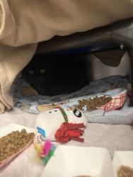 Shelter Stray Female Cat last seen Near 60th Ave SW, Seattle, WA, 2061 15th Ave W, Seattle, WA 98119, USA