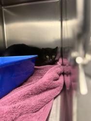 Shelter Stray Male Cat last seen Near 60th Ave SW, Seattle, WA, 2061 15th Ave W, Seattle, WA 98119, USA