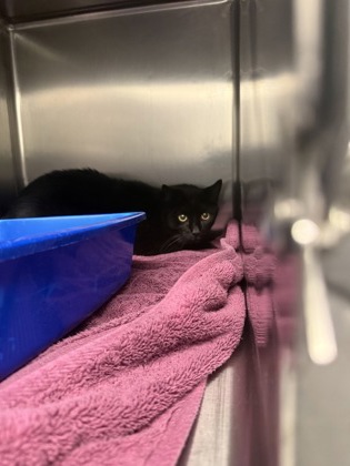 Shelter Stray Male Cat last seen Near 60th Ave SW, Seattle, WA, 2061 15th Ave W, Seattle, WA 98119, USA