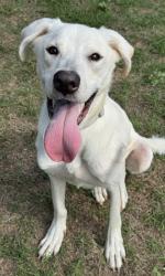 Shelter Stray Male Dog last seen Near Thicket Palm, Within Coalition, TX, 11300 Nacogdoches Rd, San Antonio, TX 78217, USA