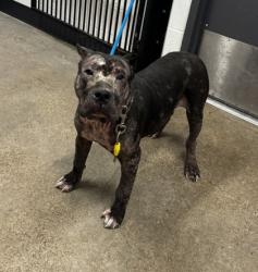 Shelter Stray Male Dog last seen Near Craven, 4th District, OH, 9203 Detroit Ave, Cleveland, OH 44102, USA