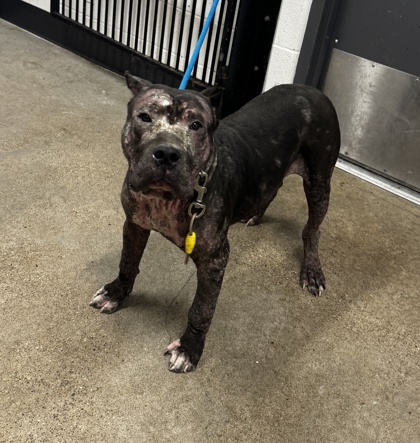 Shelter Stray Male Dog last seen Near Craven, 4th District, OH, 9203 Detroit Ave, Cleveland, OH 44102, USA