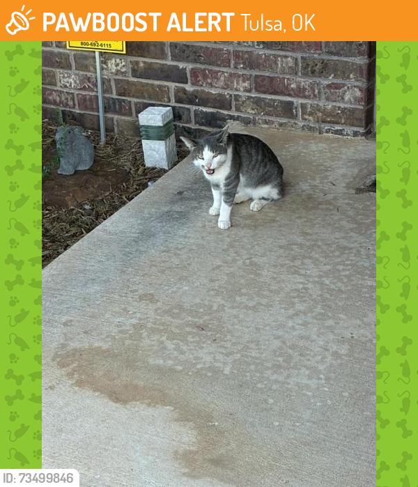 Found/Stray Unknown Cat last seen 76th st louis, Tulsa, OK 74136