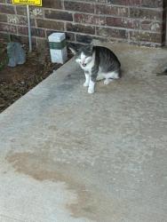 Found/Stray Unknown Cat last seen 76th st louis, Tulsa, OK 74136