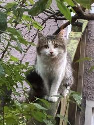 Found/Stray Male Cat last seen Greenleaf and Hamilton, Chicago, IL 60645