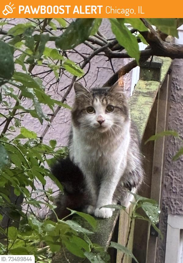Found/Stray Male Cat last seen Greenleaf and Hamilton, Chicago, IL 60645