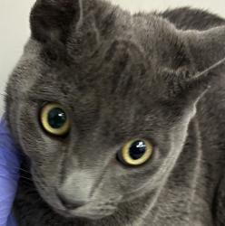Shelter Stray Male Cat last seen SE 158th and Burnside, PORTLAND, OR, 97233, 1700 W Historic Columbia River Hwy, Troutdale, OR 97060, USA