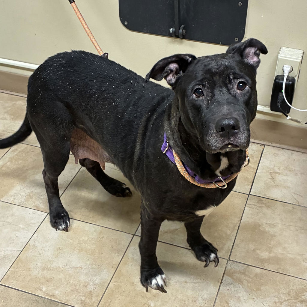 Shelter Stray Female Dog last seen SW Capitol Hwy & SW Alfred St, PORTLAND, OR, 97219, 1700 W Historic Columbia River Hwy, Troutdale, OR 97060, USA