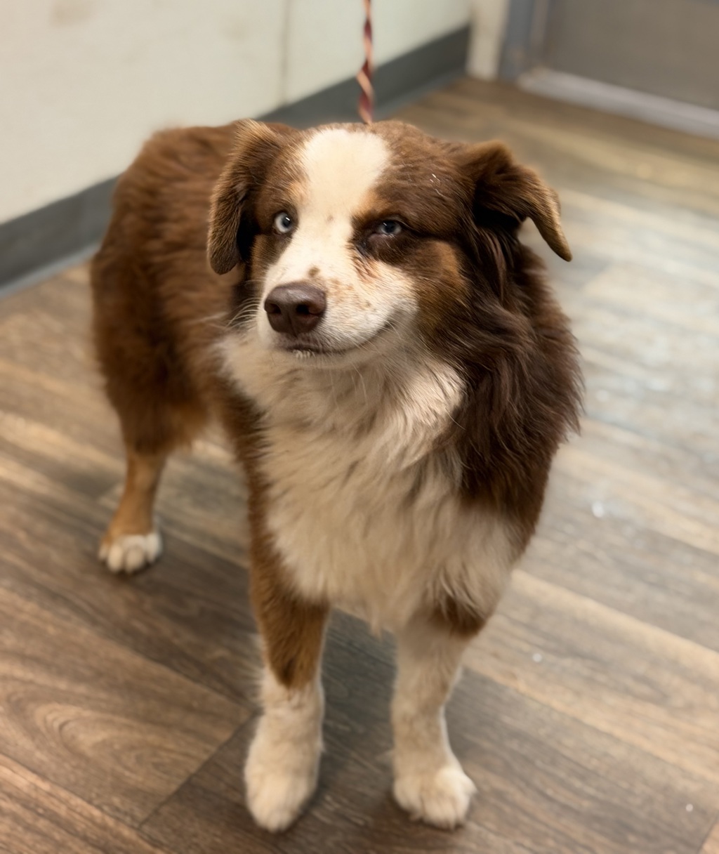 Shelter Stray Male Dog last seen Near Cottonwood Road, San Diego, CA, 92173, 5500 Gaines St, San Diego, CA 92110, USA