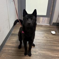 Shelter Stray Male Dog last seen Near Flushing Drive, San Diego, CA, 92111, 5500 Gaines St, San Diego, CA 92110, USA