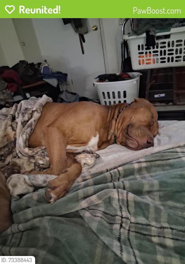 Reunited Male Dog last seen Cotton creek rd and old river rd ,milligan/Baker, Okaloosa County, FL 32531