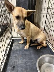 Found/Stray Female Dog last seen Adel animal control, Adel, GA 31620